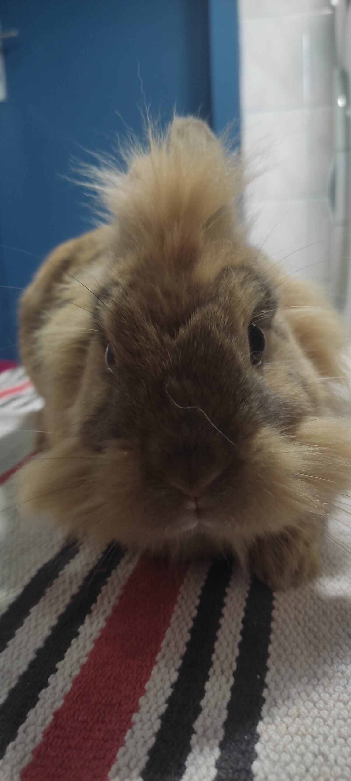 Flavius